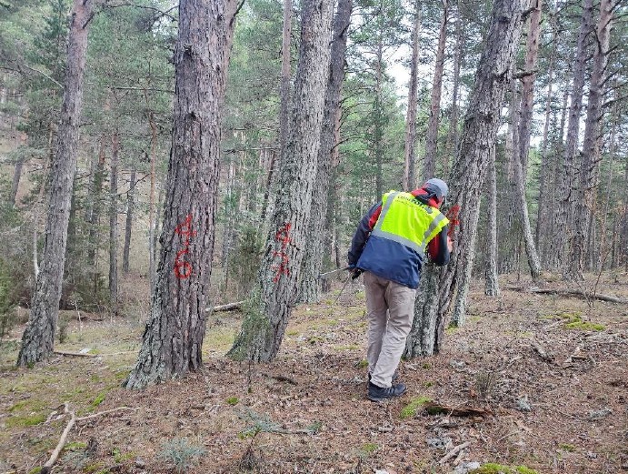 A3.1 Fomento de las actividades económicas de transformación de la madera