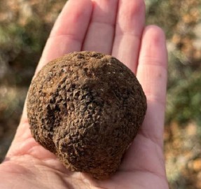 A3.3 Impulso a la transformación y comercialización de productos micológicos