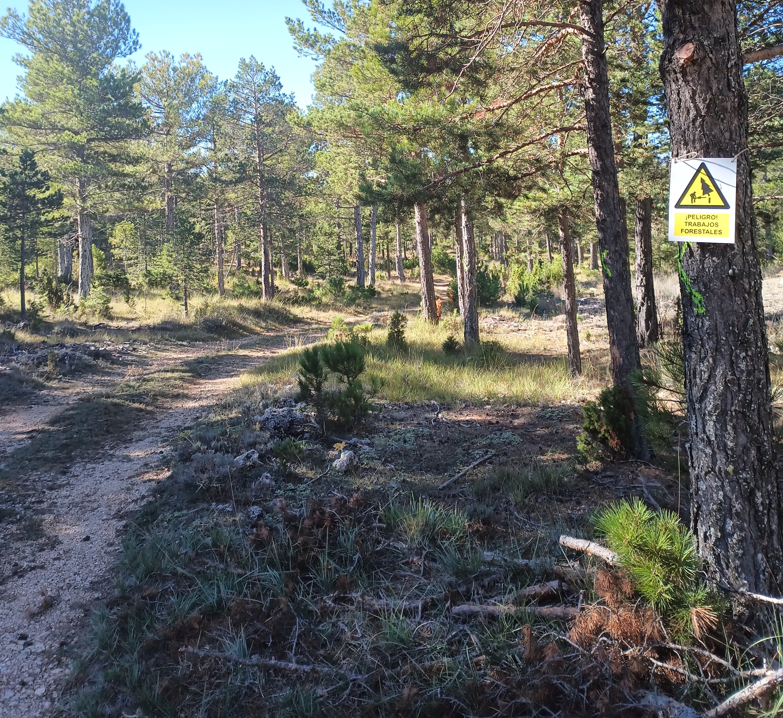 A4.4 Creación e impulso de la brigada local de trabajadores forestales