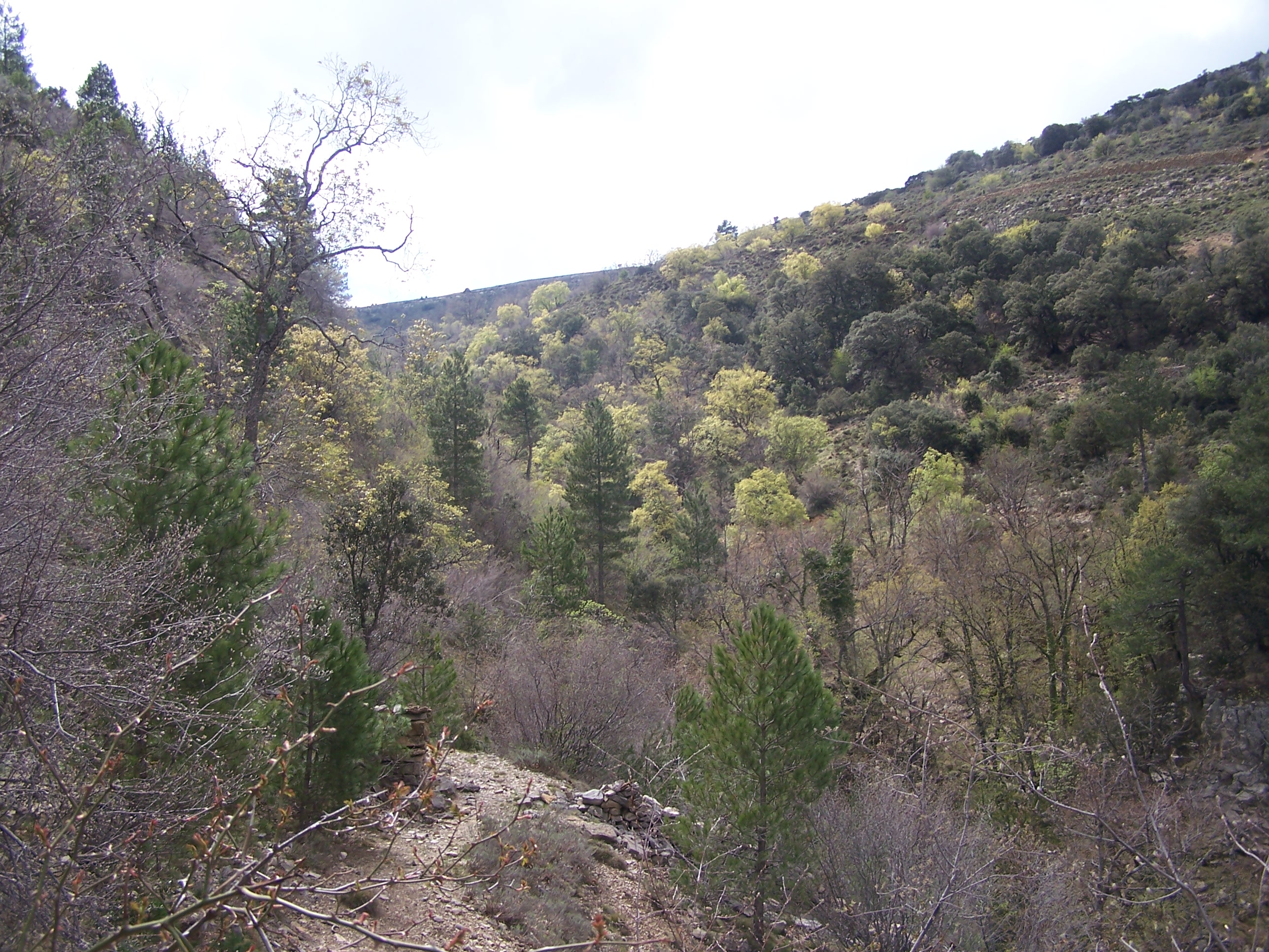 A5.1 Programa de divulgación ambiental sobre el medio forestal local